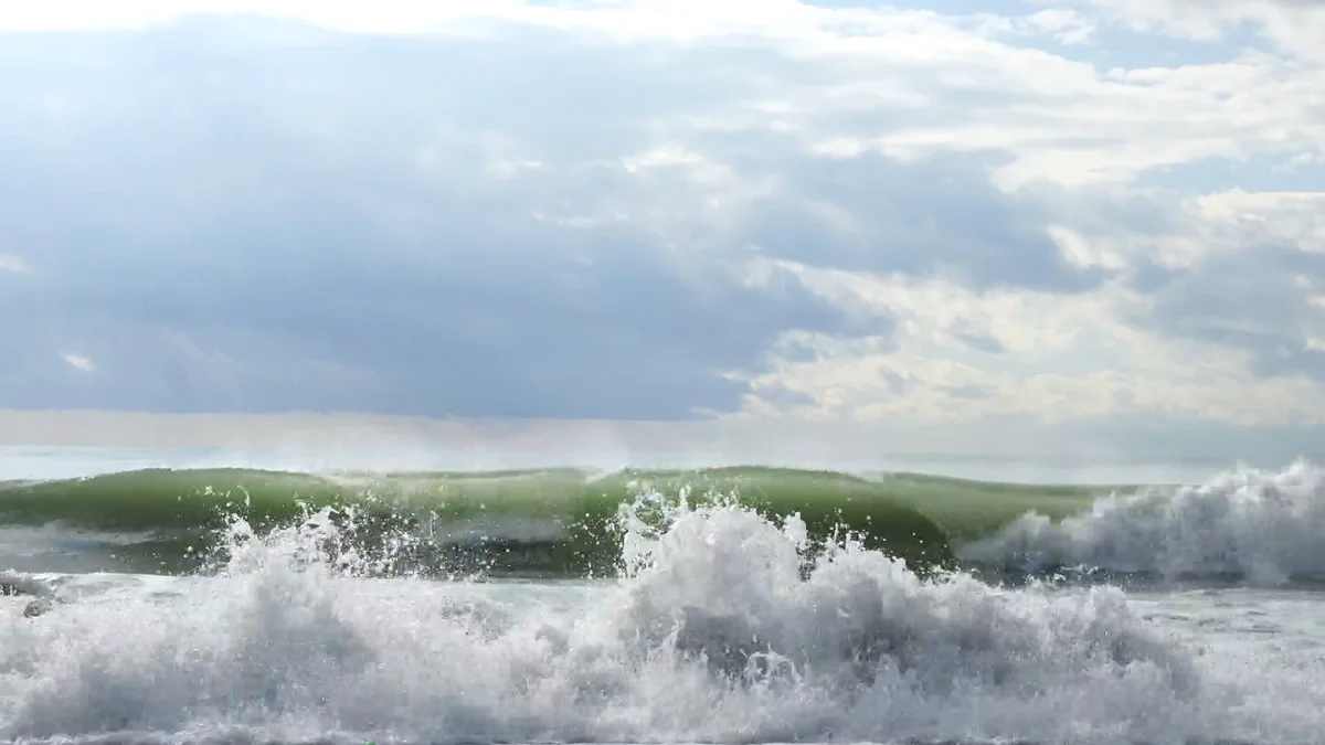 Meet Sally - from Dorxia the Explorer